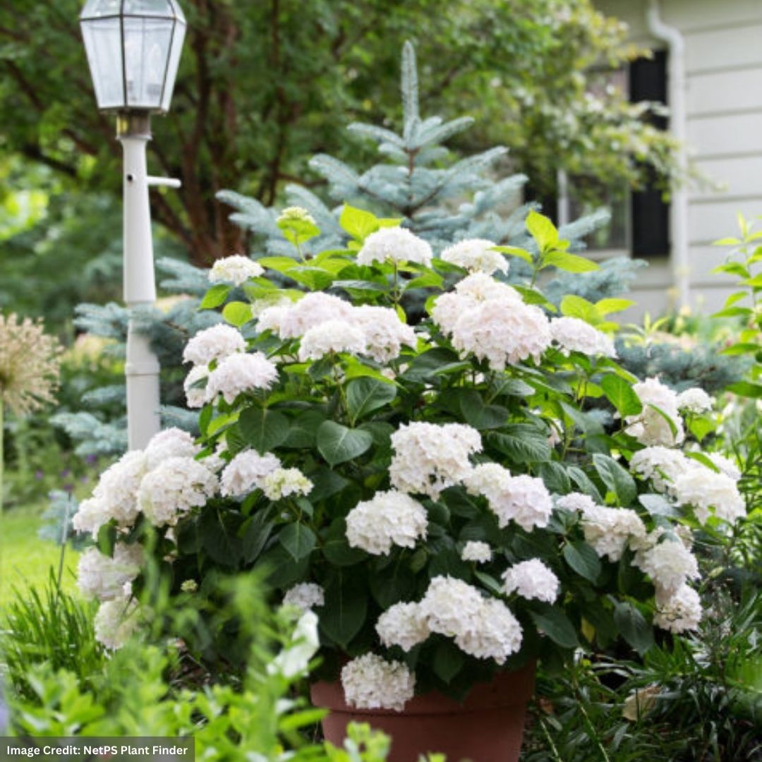 Hydrangea Macrophylla – Blushing Bride – #3 Container